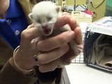 Rescuing Newborn Kittens