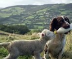 Dog Feeds Orphaned Lamb With Bottle