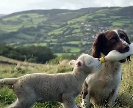Dog Feeds Orphaned Lamb With Bottle