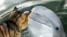 Adorable Cat and Dolphin