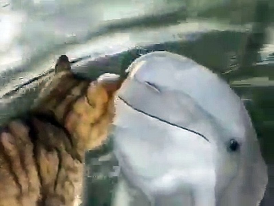 Adorable Cat and Dolphin
