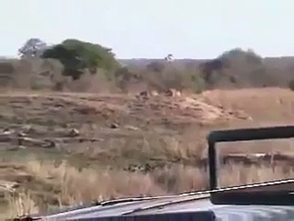 Buffaloes and Tigers