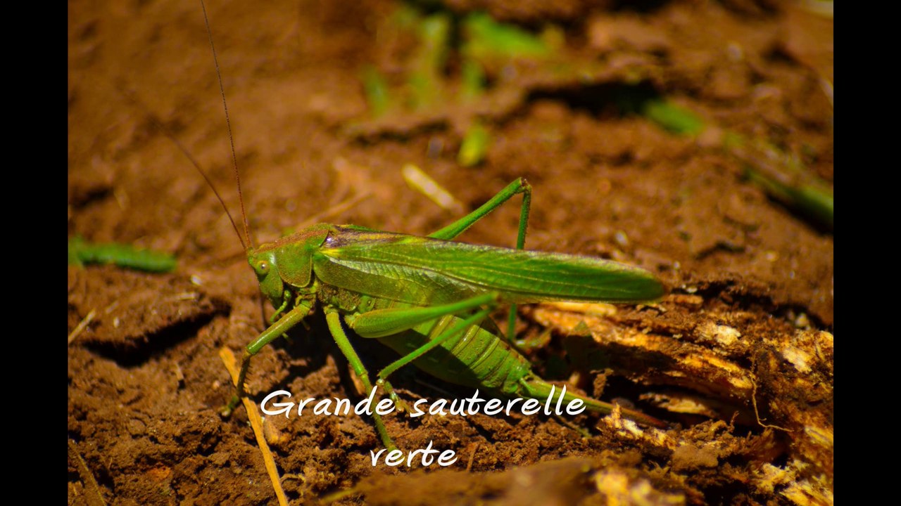 sauterelle verte