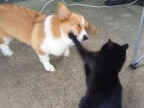 「そこを通すニャ！」 通せんぼするコーギー犬にネコパンチ連打する猫！w