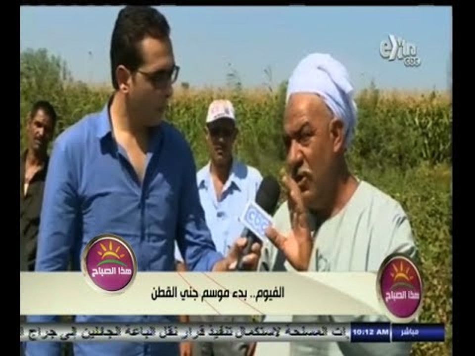 #هذا_الصباح | الفيوم ٫٫ بدء موسم جني القطن