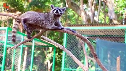 Bebé rescatada tucanes