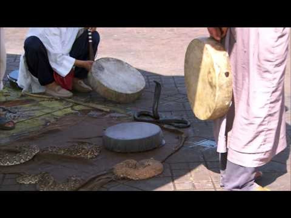 EXCLUSIVE Video: Chaos In Africa (Sneak Peak at Tonight's The Amazing Race)