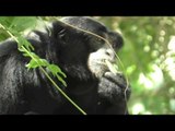 Napoli - Campagna di crowdfunding per gli scimpanzè dello Zoo (22.07.17)