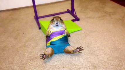 How Do You Think Prairie Dogs Stay So Trim