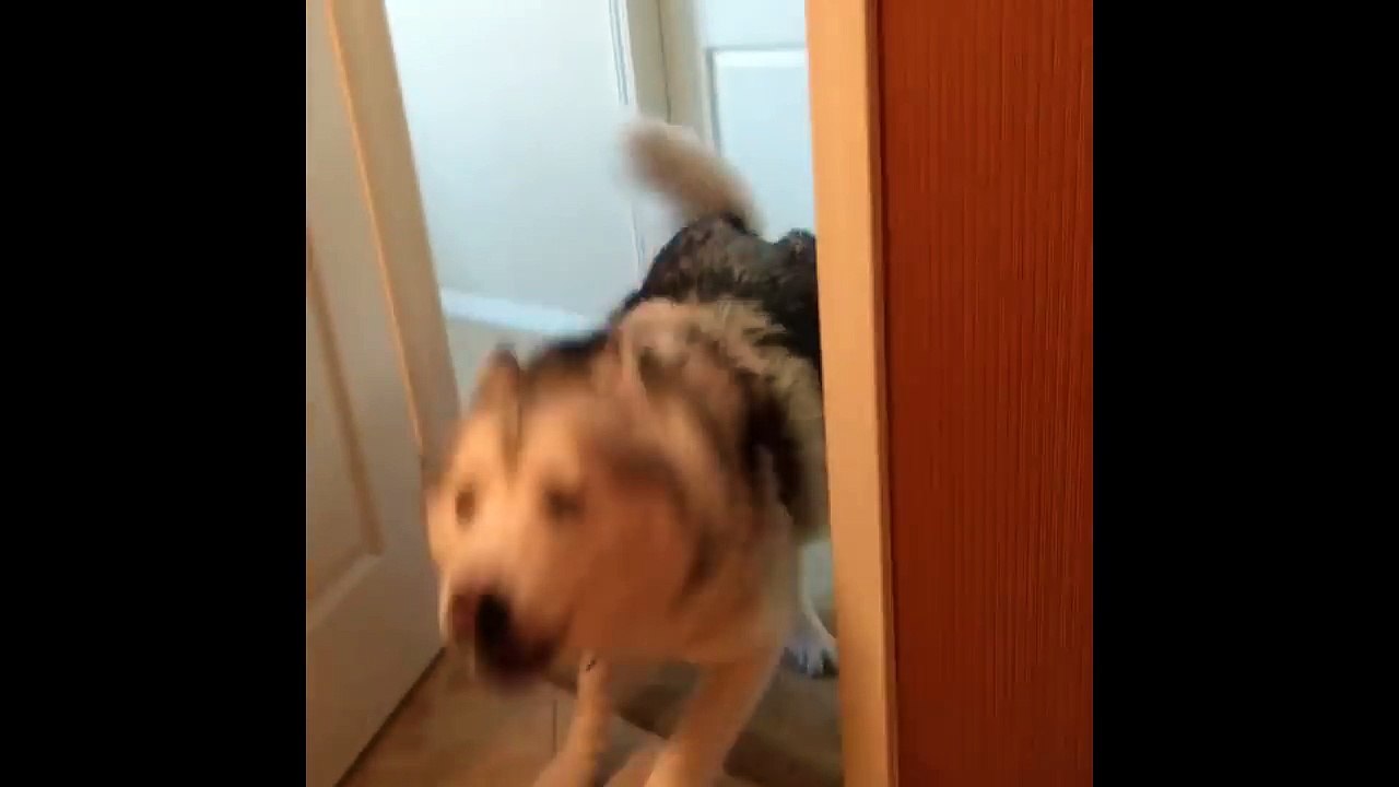Cet adorable Husky est le roi du cache-cache