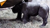 Si vous n’avez jamais vu un bébé rhinocéros âge de seulement deux jours, le voilà!