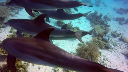 Dolphins in the Red Sea - re-encoded