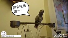鸚鵡愛說唱_好可愛