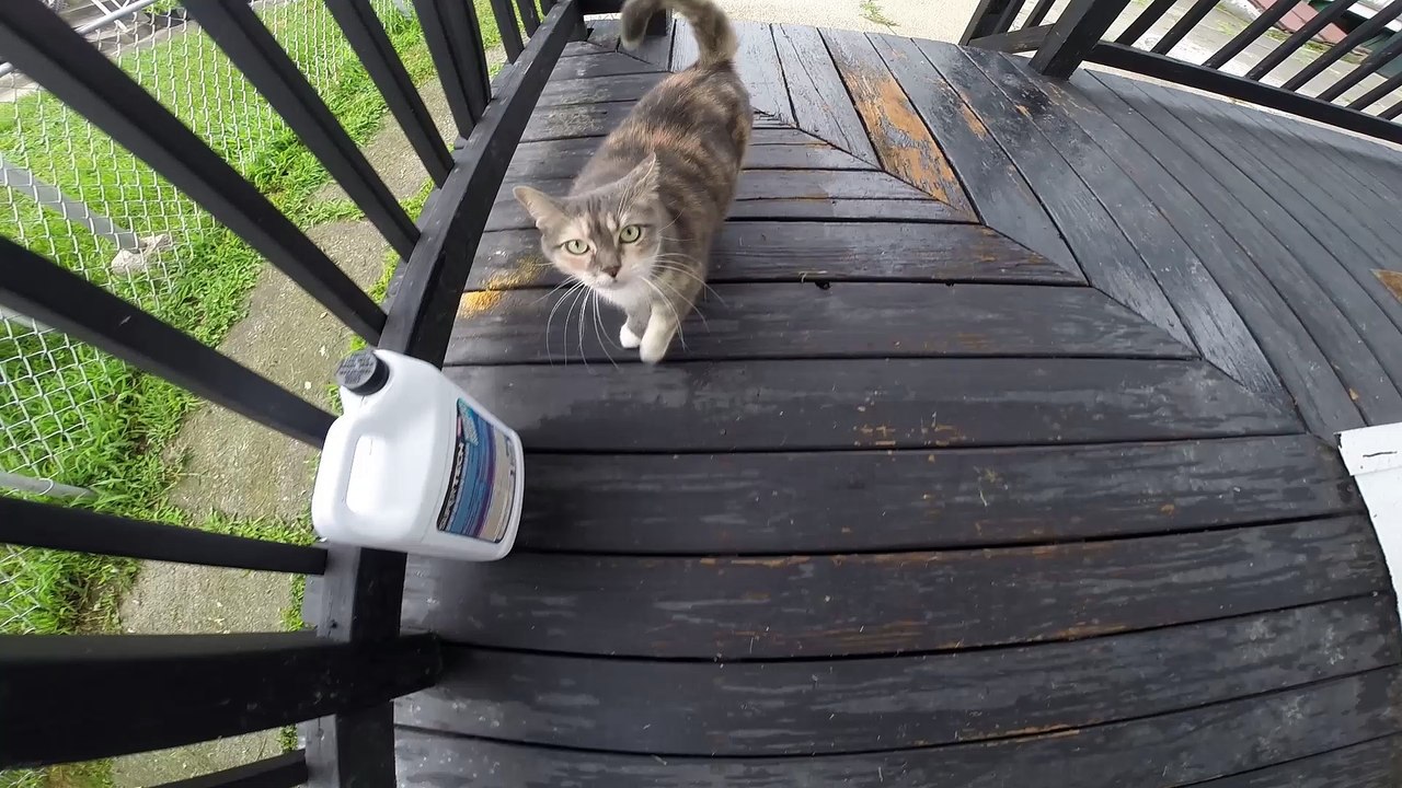 catzzz_1