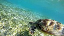 Conservation Of Sea Turtles - Bali Bali Sea Turtle Society (BSTS)