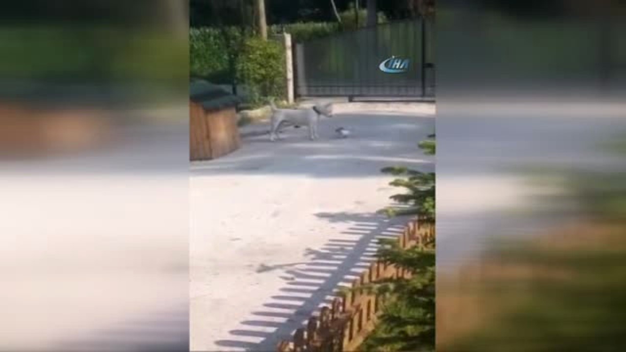 Küçük Köpekle Büyük Köpeğin Eğlenceli Oyunu Kameralarda