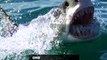 Check Out Shark Weeks Baddest Bites! | SHARK WEEK