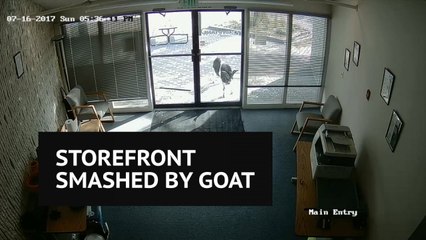 Hilarious video shows goat attacking storefront with vengeance