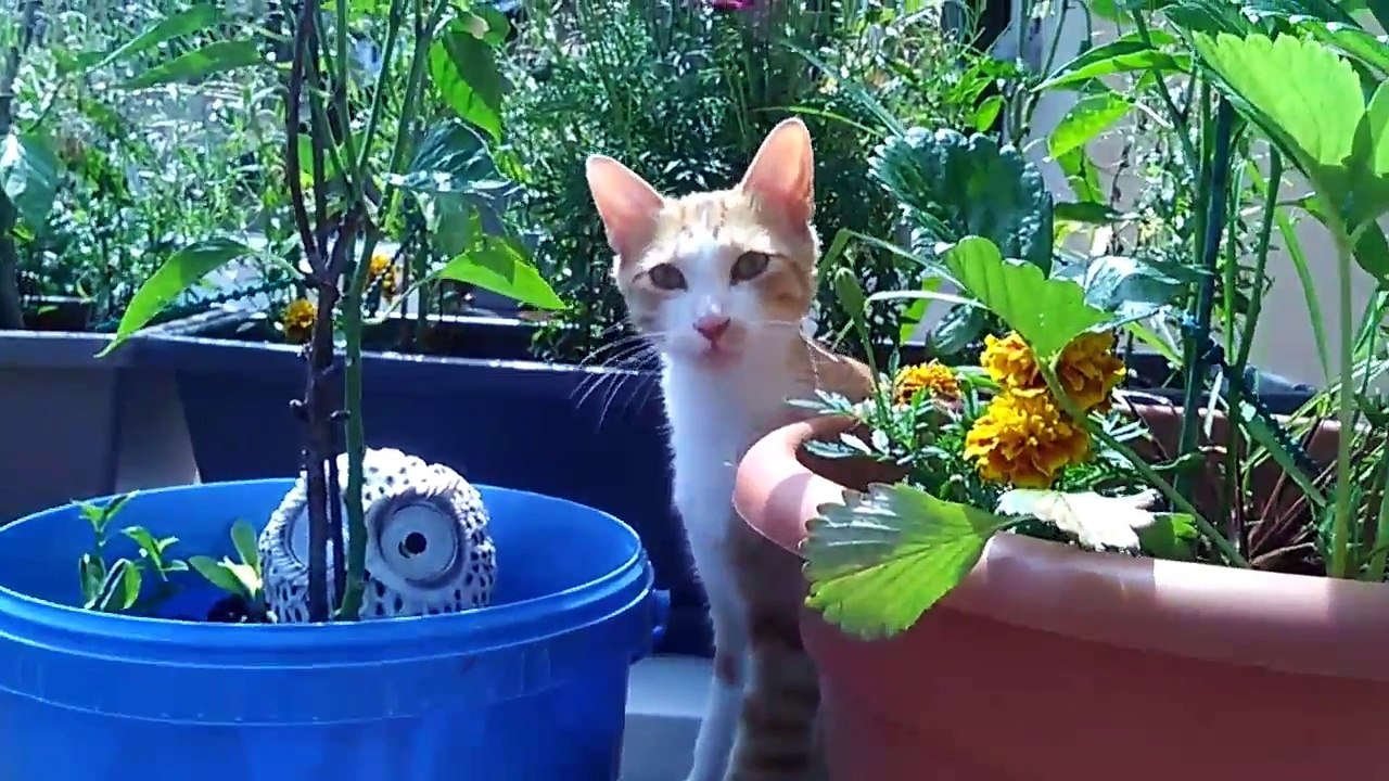 À la recherche de Mao, il a disparu depuis le 09/06/2017!  Vers la boucherie Numidie À Grenoble...