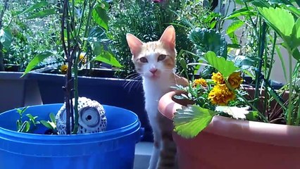 À la recherche de Mao, il a disparu depuis le 09/06/2017!  Vers la boucherie Numidie À Grenoble...