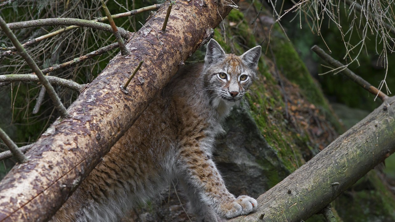 Once devastated by over hunting, lynx could return to Britain
