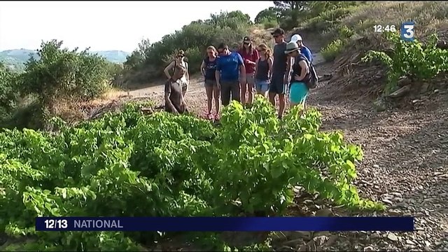 Pyrénées-Orientales : tourisme participatif au coeur des vignes