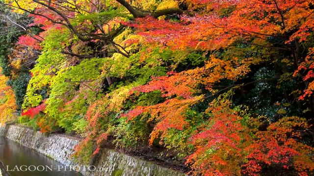 Kyoto autumn leaves