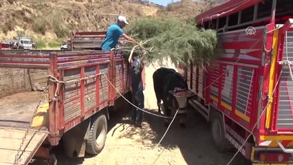 Germencik'te Boğa Güreşi