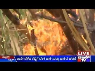 Mandya: Frustrated Of Not Getting Good Returns, Farmers Burn Sugarcane Fields