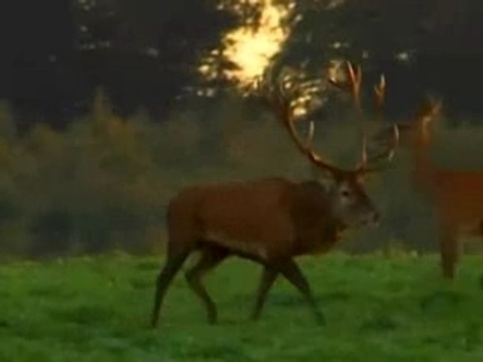 Tal der Hirsche der Deutschen Wildtier Stiftung