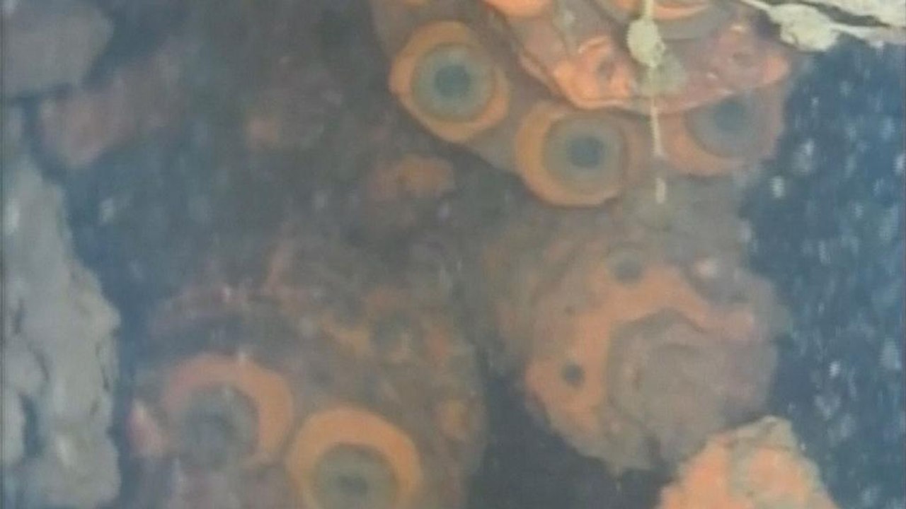 Fukushima: unterwasserroboter könnte geschmolzenen kernbrennstoff gefunden haben