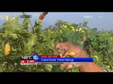 NET12 - Sejumlah petani cabai di Desa Pagu Kediri merugi karena cabai rusak