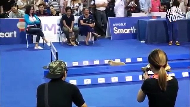 Whatsapp : Most trending Funny Videos in 2017