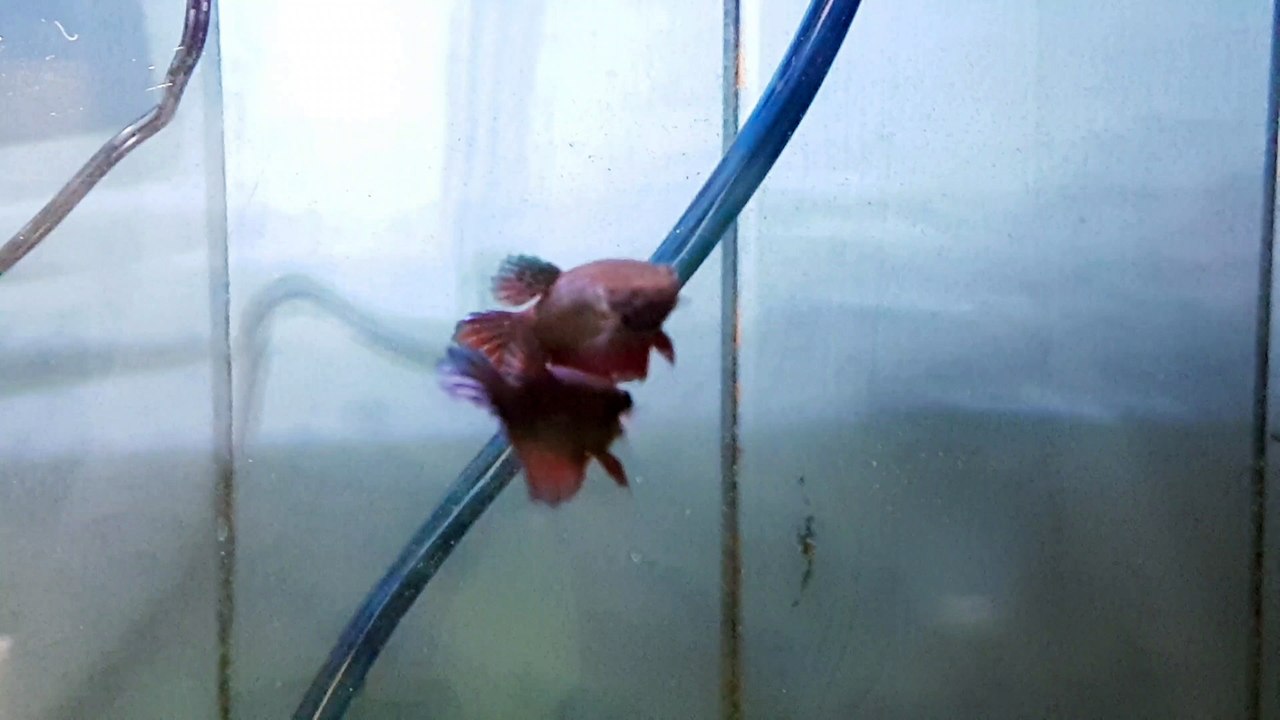 Pelea bettas
