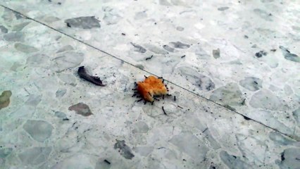 Des fourmis qui transportent un nugget de poulet !!