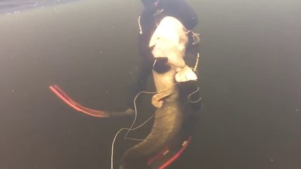 Zıpkınla 130 Kiloluk Yayın Avlandı Bu Balığı Avlamaya Cesaretiniz Varmı ?