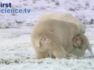 Polar bears and dogs playing