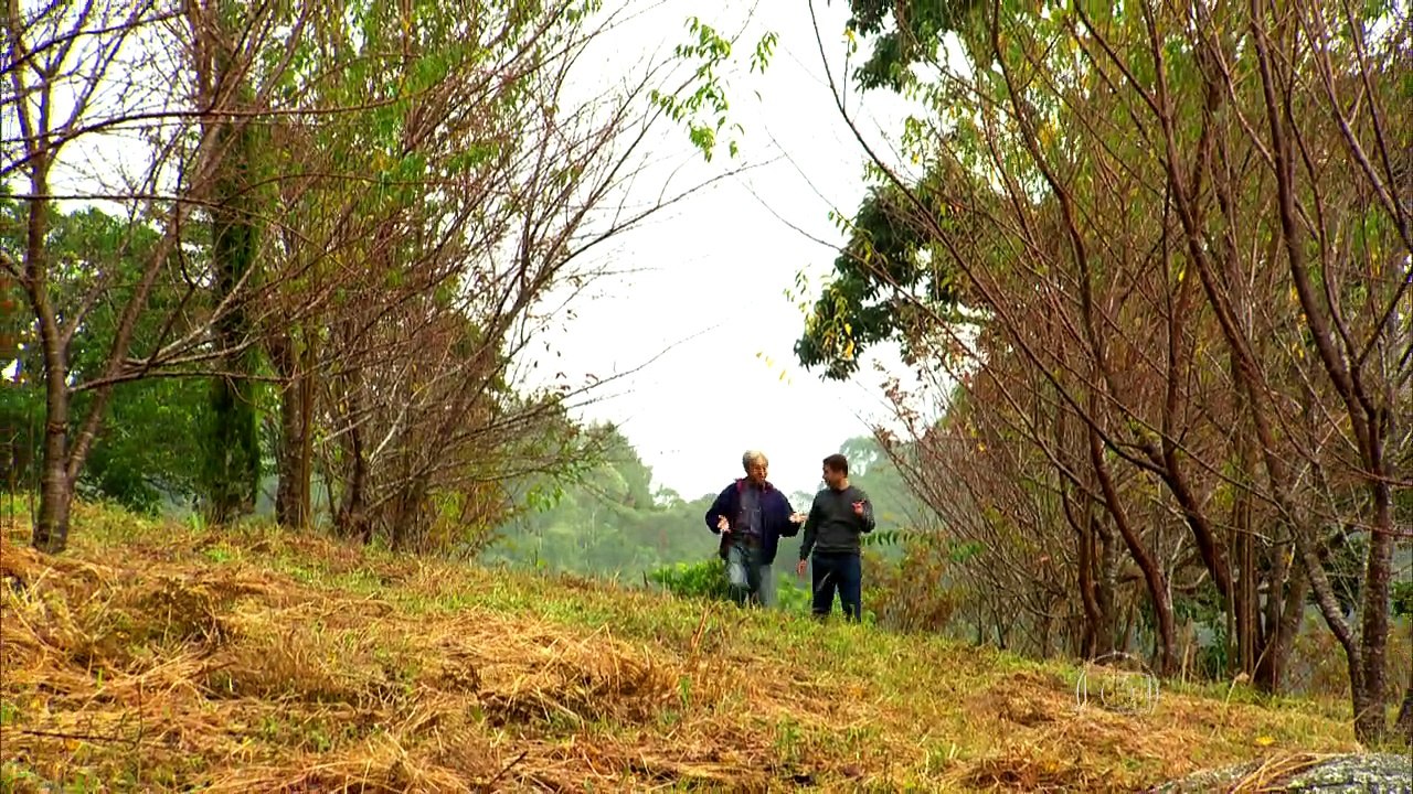 Bosques de sakura, planta típica do Japão, florescem na Mata Atlântica