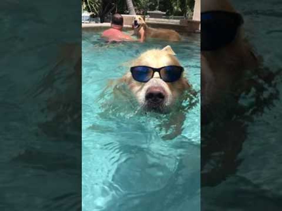 This Dog Is Too Cool for the Pool