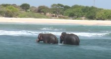 Sri Lanka Navy in New Elephant Sea Rescue