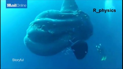 มหึมาเกินบรรยาย ชมคลิป ปลายักษ์สายพันธุ์ใหม่ ที่หลบซ่อนตัวมานาน130ปี!