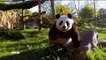 Voici combien paye le zoo de Beauval à la Chine pour la "location" des pandas géants - Regardez