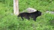 Tourists Gather Dangerously Close to Wild Black Bear in Algonquin Park