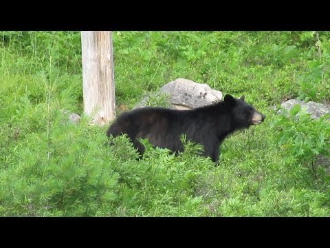 Tourists Gather Dangerously Close to Wild Black Bear in Algonquin Park