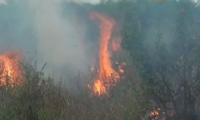 Kebakaran Lahan Hanguskan Kebun Sawit