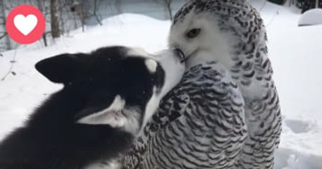 Husky Puppy And Owl Have Become Adorable Best Friends Will Make Your Day