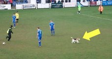 Adorable Beagle Interrupts A Soccer Game For More Than 7 Minutes And Become The Star