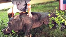 Babi raksasa seberat 372 kg ditemukan di halaman belakang pria - Tomonews