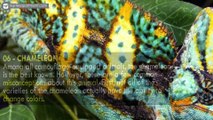 Top 10 Animals With Amazing Camouflage