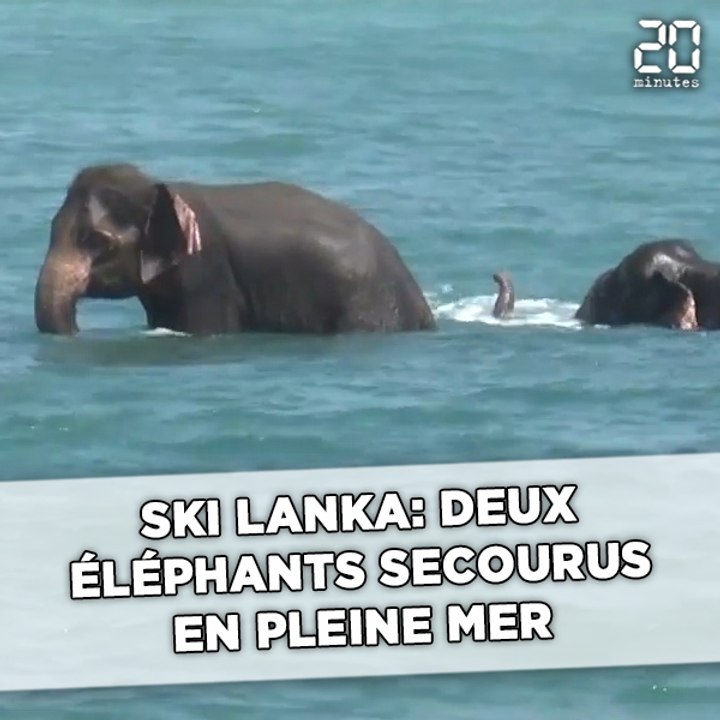 Sri Lanka: Deux éléphants secourus en pleine mer